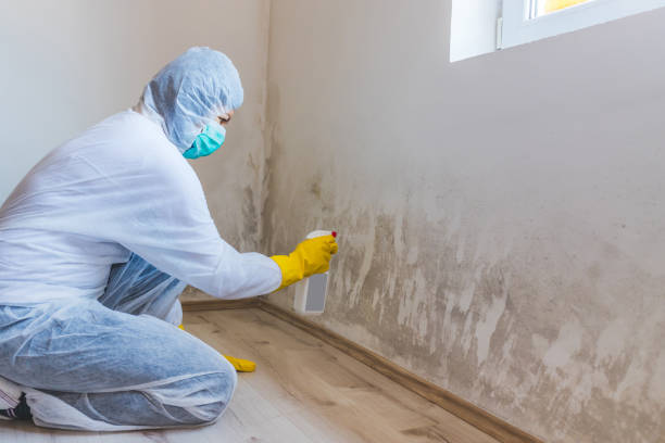 Professional mold removal team in West Chicago